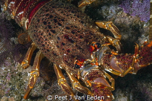 West Coast Rock Lobster by Peet J Van Eeden 